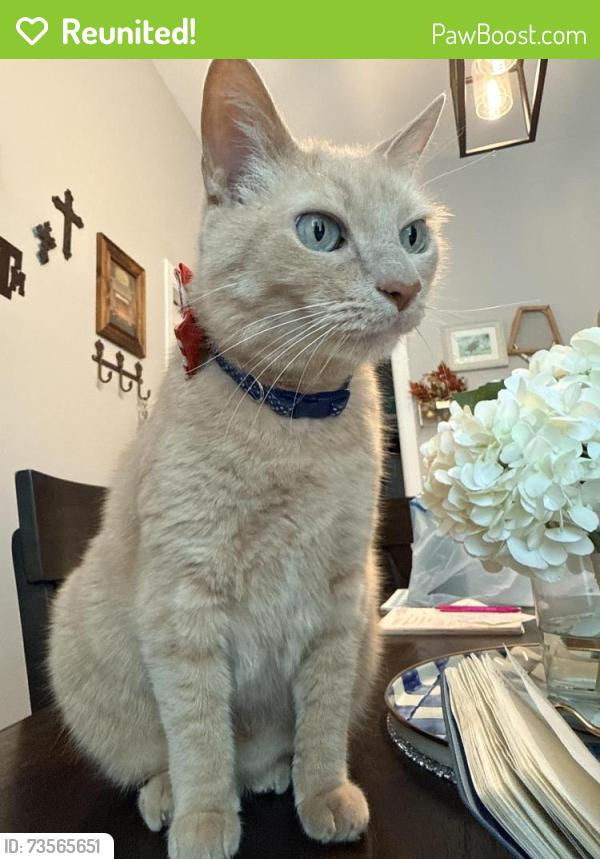 Reunited Male Cat last seen Near e zinnia Ave Alton tx 78573, Alton, TX 78573