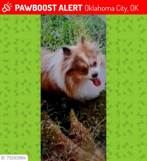 Lost Female Dog last seen SW 89th and Western, Oklahoma City, OK 73139