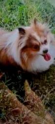 Lost Female Dog last seen SW 89th and Western, Oklahoma City, OK 73139