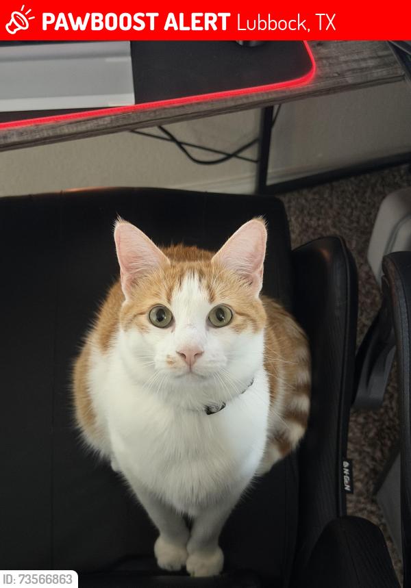 Lost Male Cat last seen Elm park Area, Lubbock, TX 79407