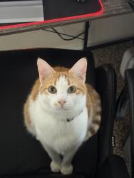 Lost Male Cat last seen Elm park Area, Lubbock, TX 79407