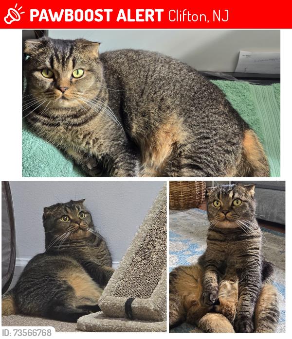 Lost Male Cat last seen Lincoln Ave and Washington Ave, Clifton, NJ 07011
