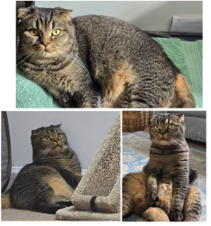 Lost Male Cat last seen Lincoln Ave and Washington Ave, Clifton, NJ 07011