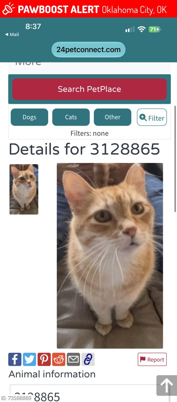 Lost Male Cat last seen Nw 63rd and Portland, Oklahoma City, OK 73116