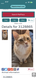 Lost Male Cat last seen Nw 63rd and Portland, Oklahoma City, OK 73116