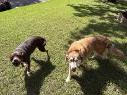 Reunited Unknown Dog last seen Pleasant Wood Trail/Rustic Forest, Arlington, TX 76016
