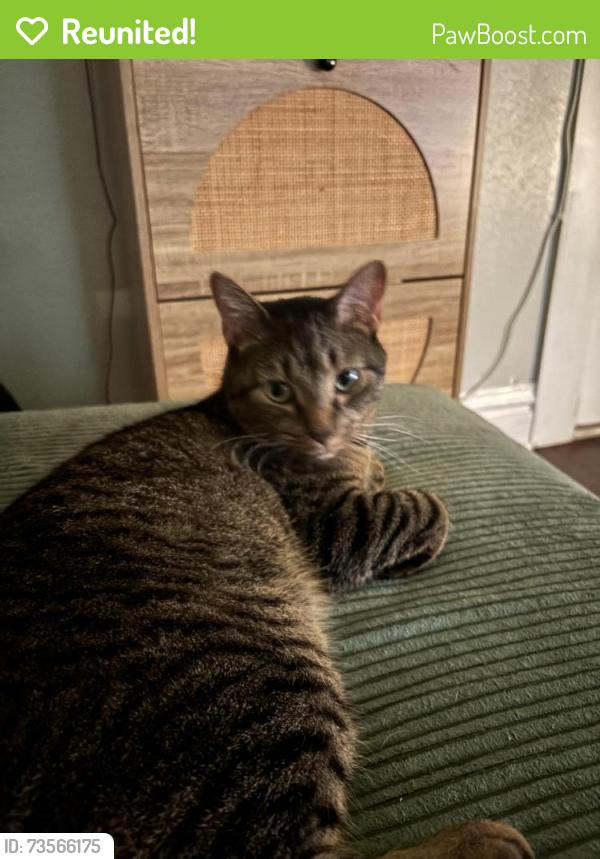 Reunited Male Cat last seen Gates & Washington Ave, Columbus, OH 43206