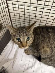 Shelter Stray Female Cat last seen Near Strawberry Plains Pike, Knox County GP, TN, 3201 Division St, Knoxville, TN 37919, USA