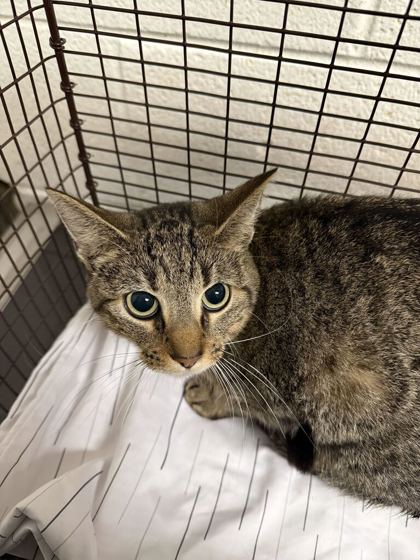 Shelter Stray Female Cat last seen Near Strawberry Plains Pike, Knox County GP, TN, 3201 Division St, Knoxville, TN 37919, USA