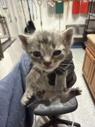 Shelter Stray Male Cat last seen Near Strawberry Plains Pike, Knox County GP, TN, 3201 Division St, Knoxville, TN 37919, USA