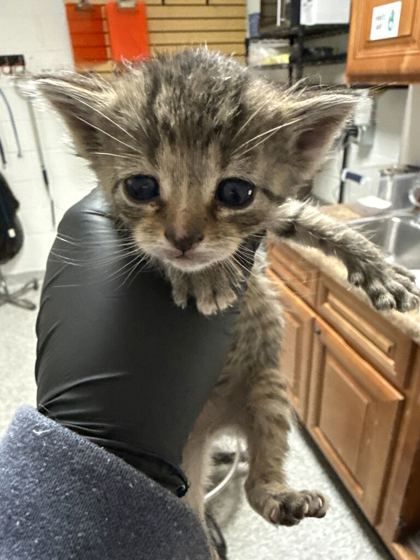 Shelter Stray Female Cat last seen Near Strawberry Plains Pike, Knox County GP, TN, 3201 Division St, Knoxville, TN 37919, USA