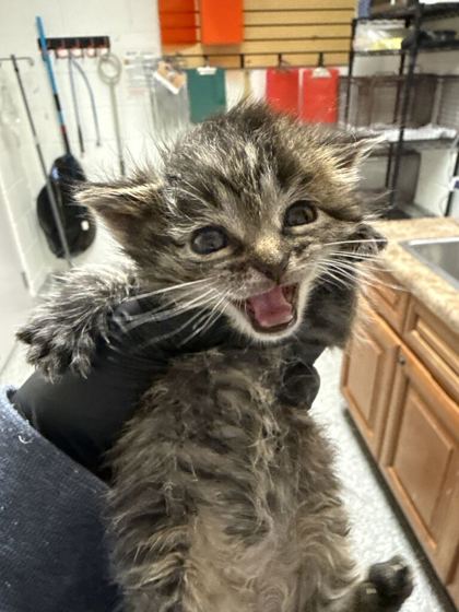 Shelter Stray Male Cat last seen Near Strawberry Plains Pike, Knox County GP, TN, 3201 Division St, Knoxville, TN 37919, USA