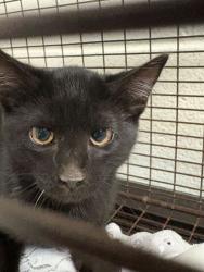 Shelter Stray Unknown Cat last seen Near Afton Dr, Knox County GP, TN, 3201 Division St, Knoxville, TN 37919, USA