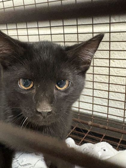 Shelter Stray Unknown Cat last seen Near Afton Dr, Knox County GP, TN, 3201 Division St, Knoxville, TN 37919, USA