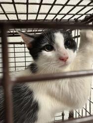 Shelter Stray Unknown Cat last seen Near Afton Dr, Knox County GP, TN, 3201 Division St, Knoxville, TN 37919, USA
