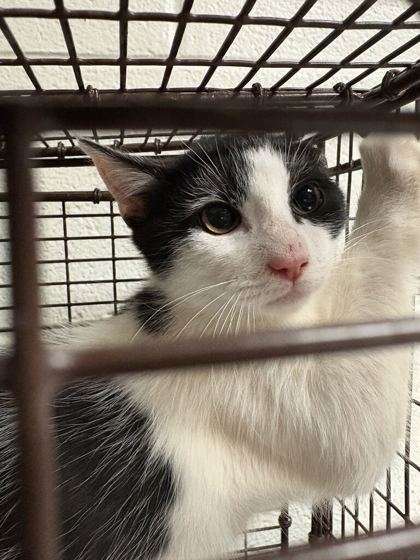 Shelter Stray Unknown Cat last seen Near Afton Dr, Knox County GP, TN, 3201 Division St, Knoxville, TN 37919, USA