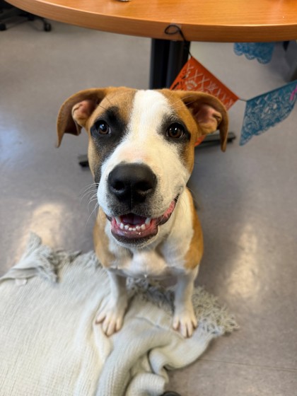 Shelter Stray Male Dog last seen MACKERRICHER WAY, Rancho Cordova, CA, 6201 Florin Perkins Rd, Sacramento, CA 95828, USA