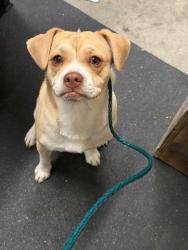 Shelter Stray Male Dog last seen Near Chase Dr, Rancho Cordova, CA, 6201 Florin Perkins Rd, Sacramento, CA 95828, USA