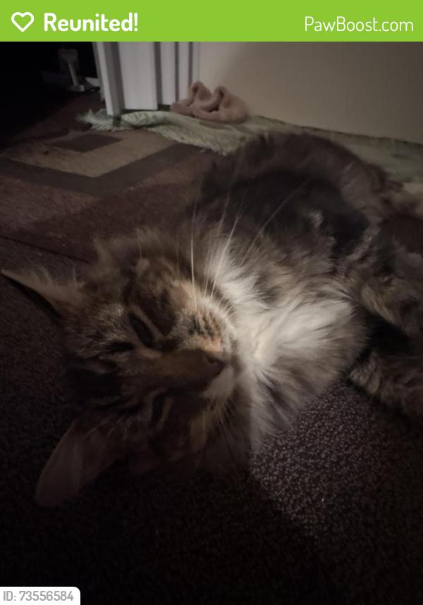 Reunited Male Cat last seen Near Street and 105 Ave, Surrey, BC V3T 4L2
