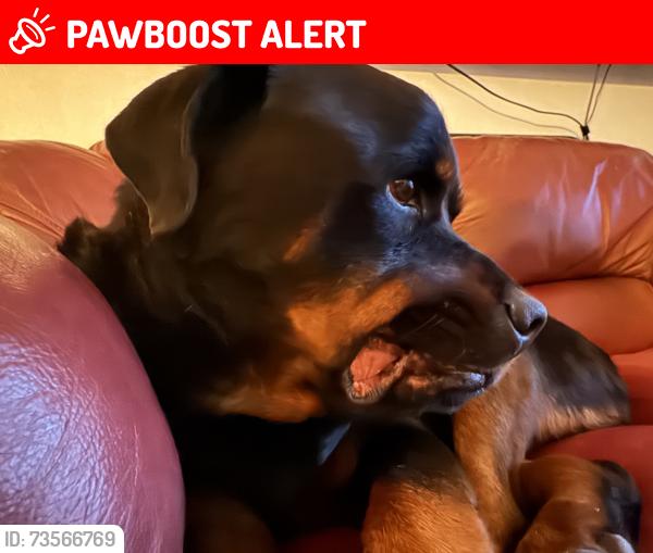 Lost Male Dog last seen 186th street and 197th Avenue Redlands area, Miami-Dade County, FL 33187