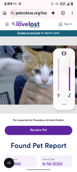 Lost Female Cat last seen Sage hollow, League City, TX 77573