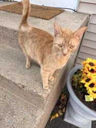 Found/Stray Male Cat last seen Bleecker/ St Anthony st, Utica, NY 13501