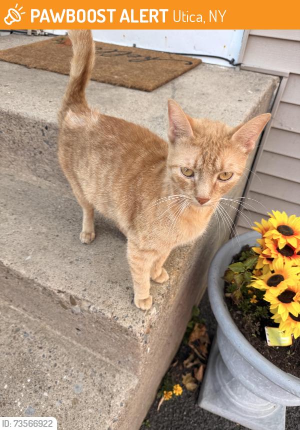 Found/Stray Male Cat last seen Bleecker/ St Anthony st, Utica, NY 13501