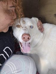 Reunited Male Dog last seen My home, Ocala, FL 34472