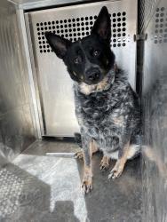 Shelter Stray Female Dog last seen Apt 679,3543 Greystone Drive, AUSTIN, TX, 78731, 7201 Levander Loop bldg a, Austin, TX 78702, USA