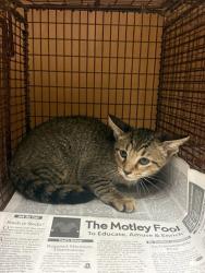 Shelter Stray Female Cat last seen Near Cripple Creek Cove, AUSTIN, TX, 78758, 7201 Levander Loop bldg a, Austin, TX 78702, USA