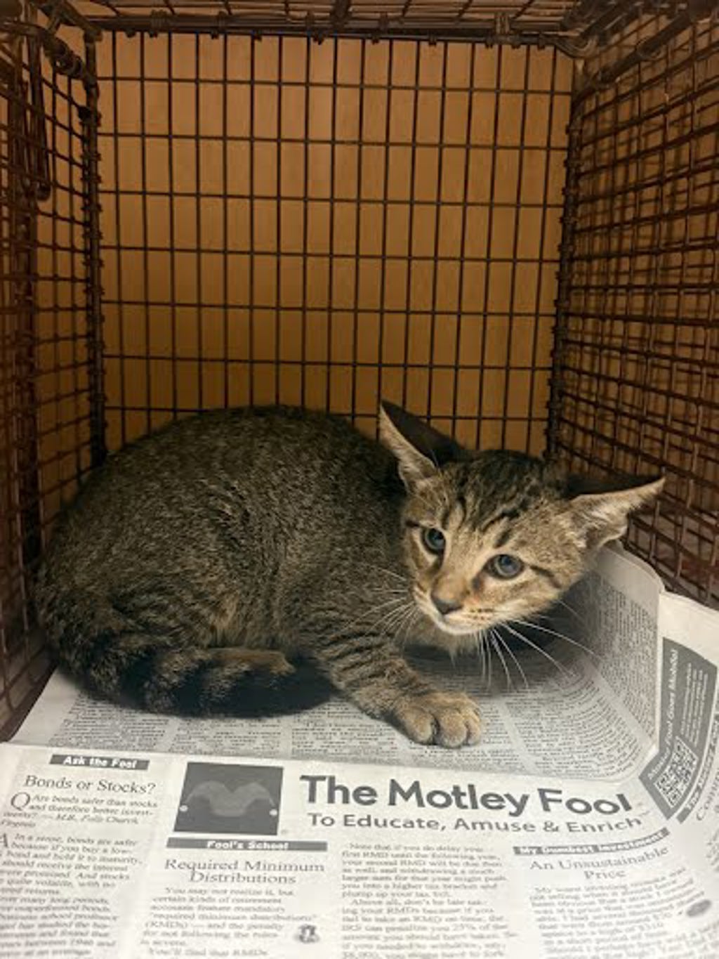 Shelter Stray Female Cat last seen Near Cripple Creek Cove, AUSTIN, TX, 78758, 7201 Levander Loop bldg a, Austin, TX 78702, USA