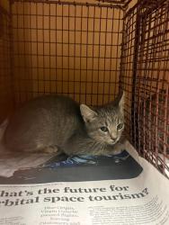 Shelter Stray Female Cat last seen Near Cripple Creek Cove, AUSTIN, TX, 78758, 7201 Levander Loop bldg a, Austin, TX 78702, USA