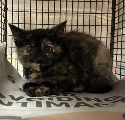 Shelter Stray Female Cat last seen Near Diwa Cove, DEL VALLE, TX, 78617, 7201 Levander Loop bldg a, Austin, TX 78702, USA