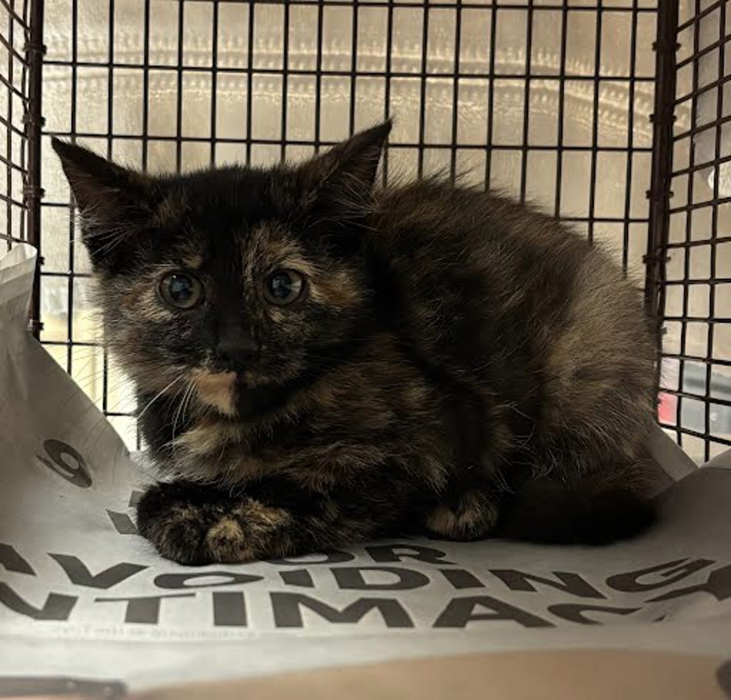 Shelter Stray Female Cat last seen Near Diwa Cove, DEL VALLE, TX, 78617, 7201 Levander Loop bldg a, Austin, TX 78702, USA