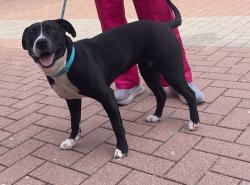 Shelter Stray Female Dog last seen Near McKinney Falls Parkway, AUSTIN, TX, 78744, 7201 Levander Loop bldg a, Austin, TX 78702, USA