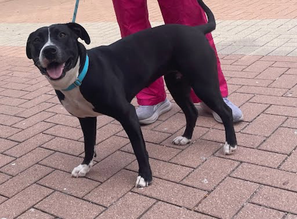 Shelter Stray Female Dog last seen Near McKinney Falls Parkway, AUSTIN, TX, 78744, 7201 Levander Loop bldg a, Austin, TX 78702, USA