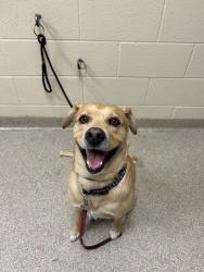 Shelter Stray Male Dog last seen Near Artic Avenue, VIRGINIA BEACH, VA, 23451, 341 S Birdneck Rd, Virginia Beach, VA 23451, USA