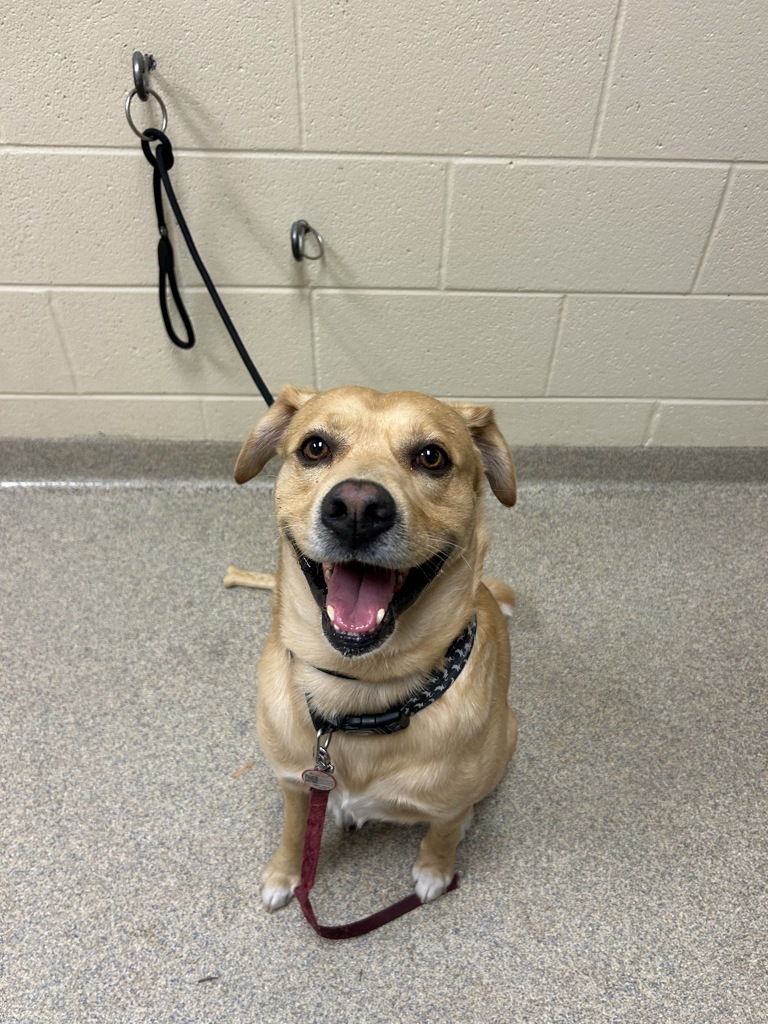 Shelter Stray Male Dog last seen Near Artic Avenue, VIRGINIA BEACH, VA, 23451, 341 S Birdneck Rd, Virginia Beach, VA 23451, USA