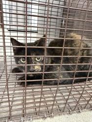Shelter Stray Female Cat last seen Near Kaliste Saloom Road, LAFAYETTE, LA, 70508, 410 Dugas Rd, Lafayette, LA 70507, USA