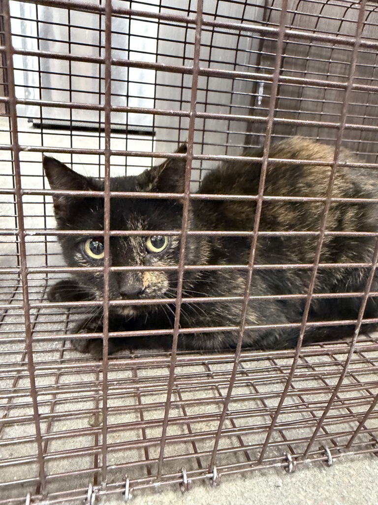 Shelter Stray Female Cat last seen Near Kaliste Saloom Road, LAFAYETTE, LA, 70508, 410 Dugas Rd, Lafayette, LA 70507, USA