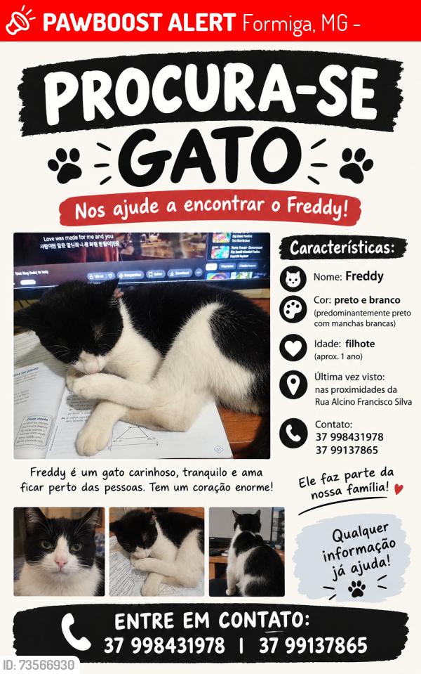 Lost Male Cat last seen Rua alciono francisco silva em frente a uma padaria, Formiga, MG 35577-080