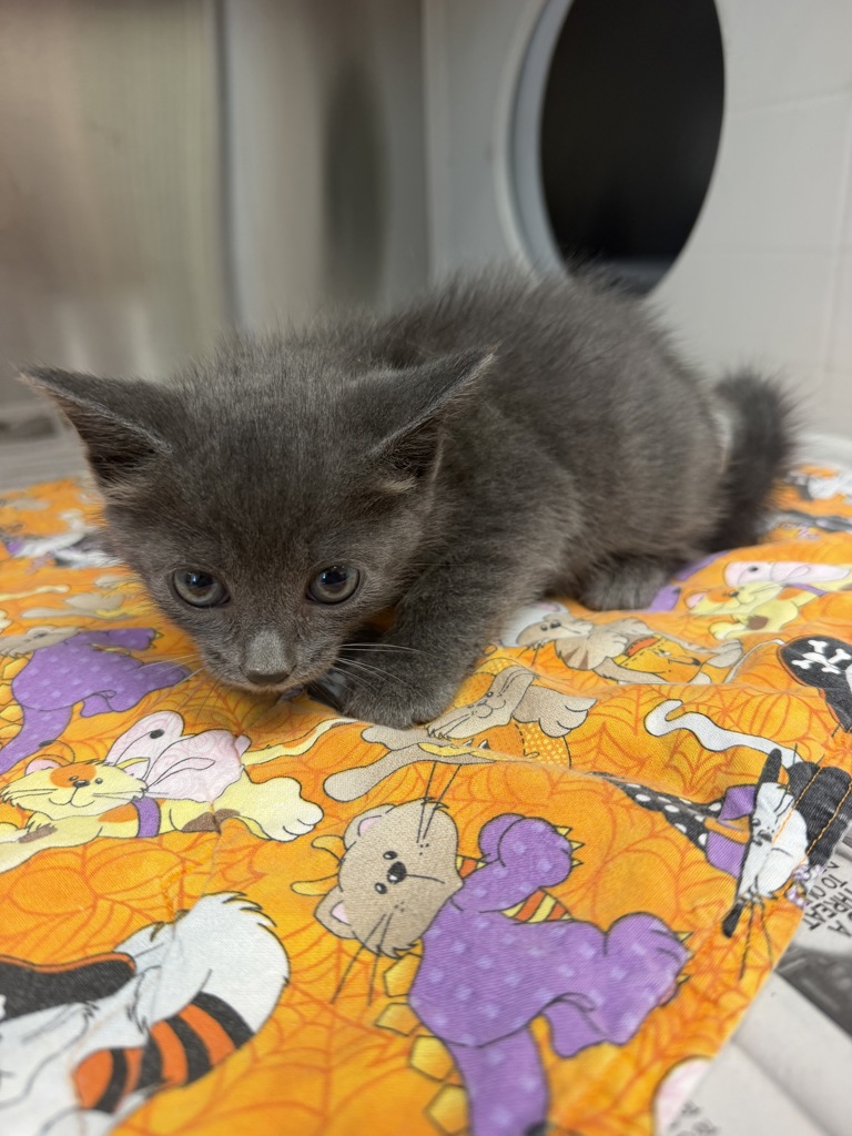 Shelter Stray Male Cat last seen LA, 410 Dugas Rd, Lafayette, LA 70507, USA