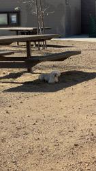 Found/Stray Male Dog last seen Between Pelican picnic tables and Boat Launch at MLK, Jr Shoreline, Oakland, CA 94621