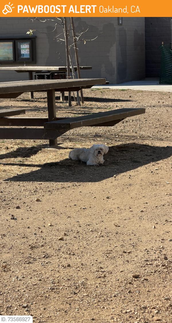 Found/Stray Male Dog last seen Between Pelican picnic tables and Boat Launch at MLK, Jr Shoreline, Oakland, CA 94621