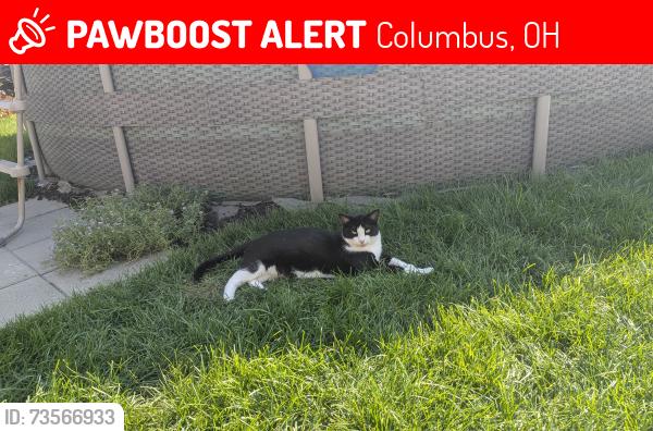 Lost Unknown Cat last seen Letchworth Westgate Park, Columbus, OH 43204