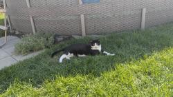 Lost Unknown Cat last seen Letchworth Westgate Park, Columbus, OH 43204