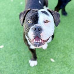 Lost Male Dog last seen Aqueduct Ave & Cohasset St, Los Angeles, CA 91406