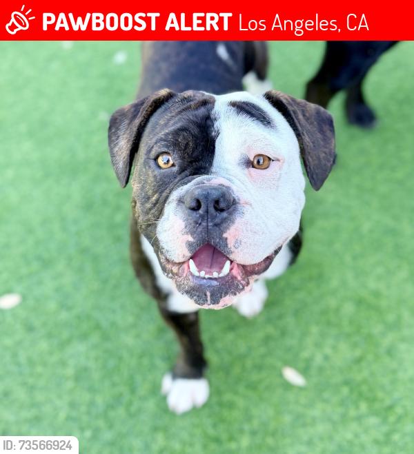 Lost Male Dog last seen Aqueduct Ave & Cohasset St, Los Angeles, CA 91406