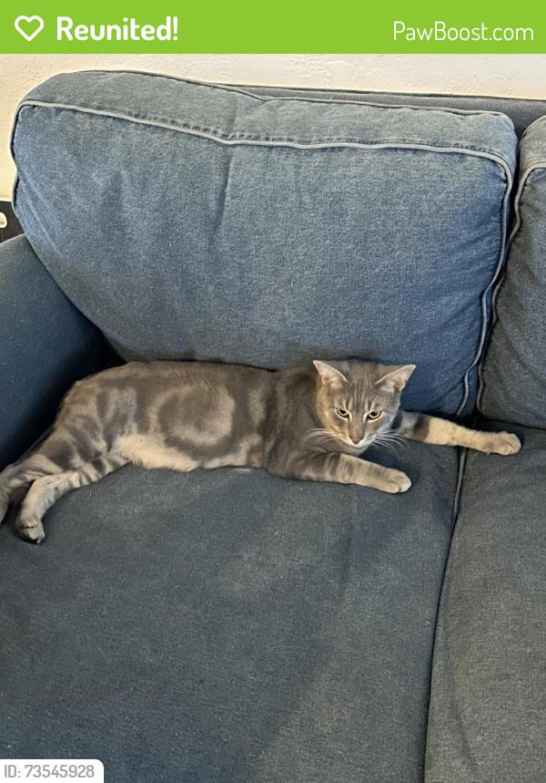 Reunited Male Cat last seen Near Washington St, Hollywood, FL 33020, USA, Hollywood, FL 33020
