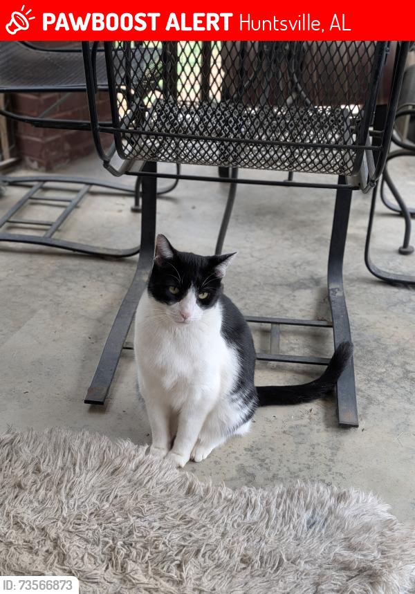 Lost Male Cat last seen Flint River Downs- Bell Factory and River Downs Drive, Huntsville, AL 35811